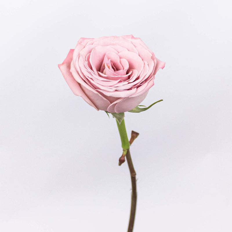 Mocha Lavender Mauve Rose Stem