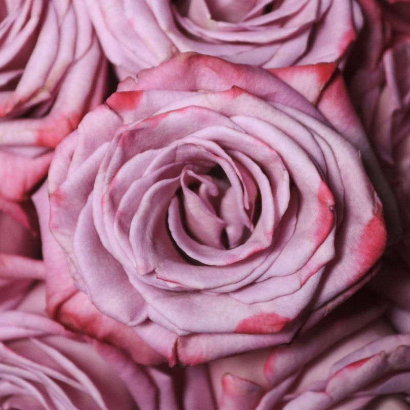 Moody Blues Purple Roses Up Close