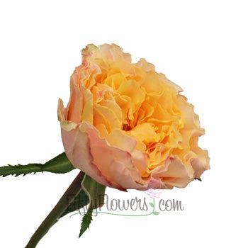 Orange Cream Ruffles Garden Rose Side Stem View