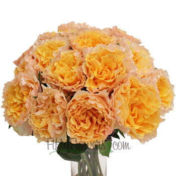 Orange Cream Ruffles Garden Wholesale Roses In a vase