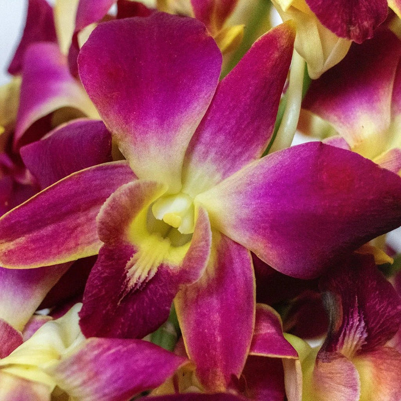 Orchids Orange Wholesale Flower Up Close