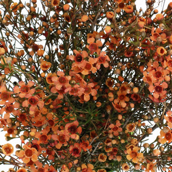 Dark Orange Enhanced Wax Flowers May 16th to November 30th Delivery