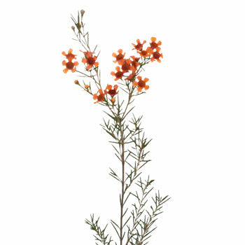 Dark Orange Enhanced Wax Flowers May 16th to November 30th Delivery