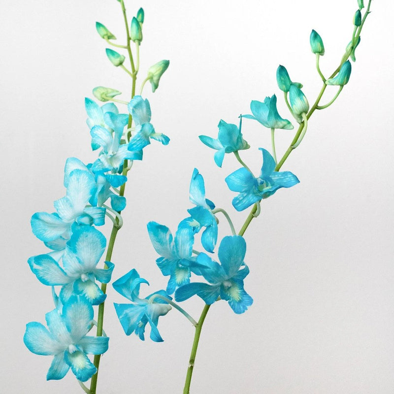 Orchid Blue Wholesale Flowers Stems