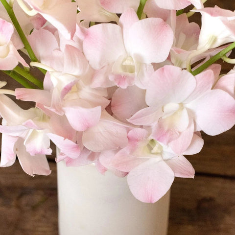 Orchids Blush Wholesale Flower In a Vase