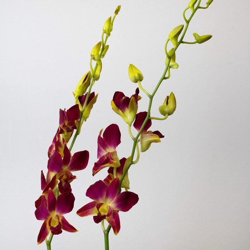 Orchids Orange Wholesale Flower Stems