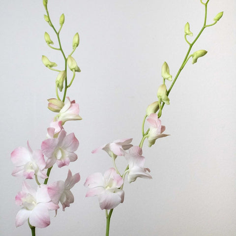Orchids Blush Wholesale Flower Stems