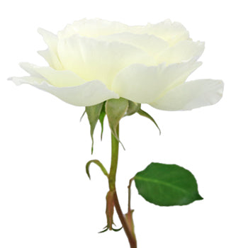 Patience Ivory David Austin Rose Side Stem View