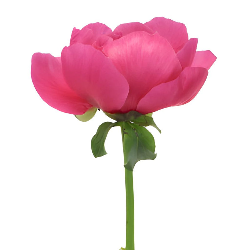 Pecher Blush Pink Peony Side Stem View