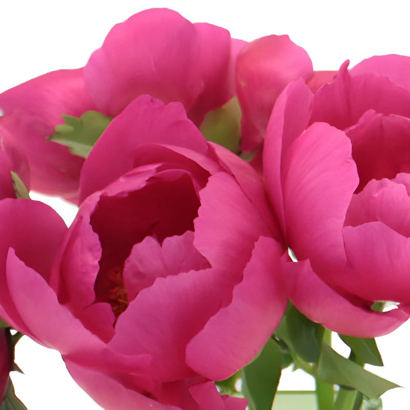 Pecher Blush Pink Peonies up close