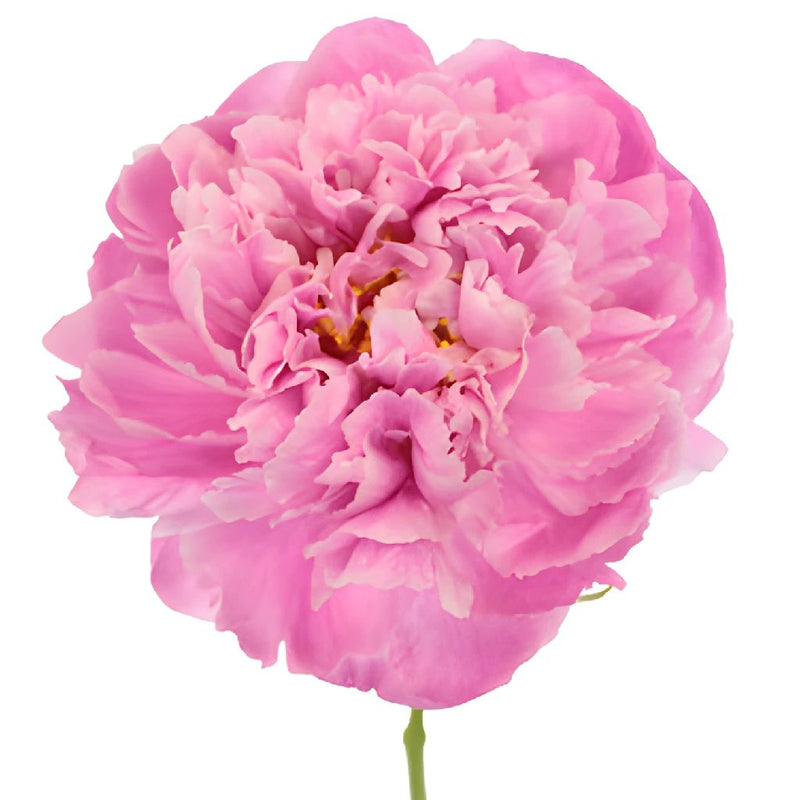 Pink Alex Flemming Peony Stem