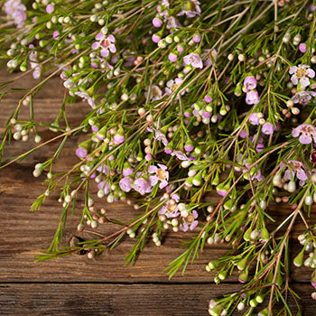 Lavender wax bulk wedding flowers