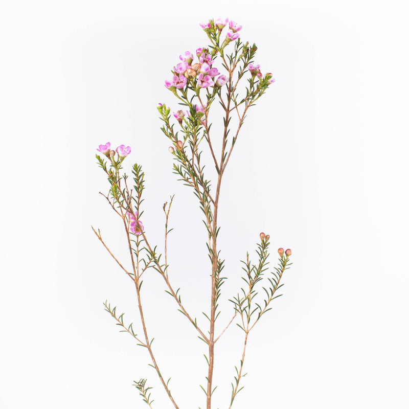 Pinky Lavender Wax Flower Stem