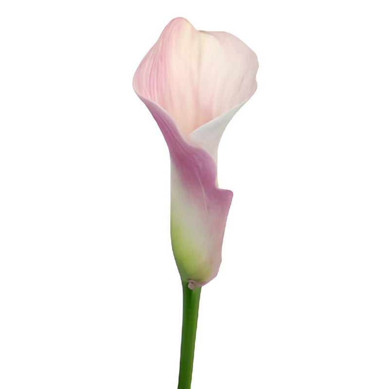 Blushing Bride Mini Calla Lilies