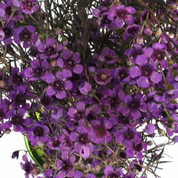 Majestic Purple Enhanced Wax Flowers May 16th to November 30th Delivery