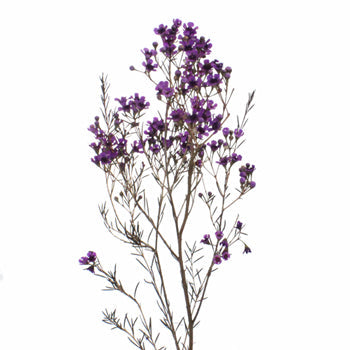 Majestic Purple Enhanced Wax Flowers May 16th to November 30th Delivery