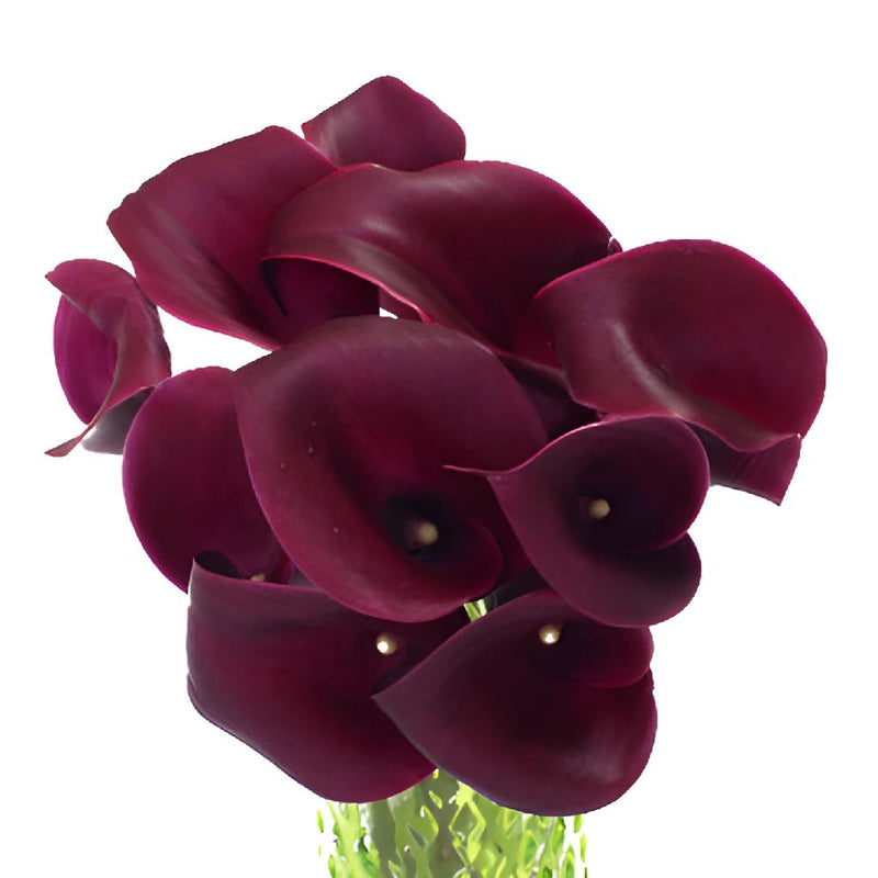 PurpleBerry Mini Calla Lily