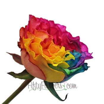 Rainbow Ruffles Garden Rose Side Stem View