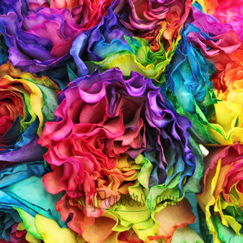 Rainbow Ruffles Roses up close