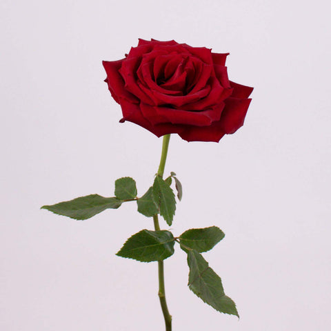 Red Ecuadorian Roses