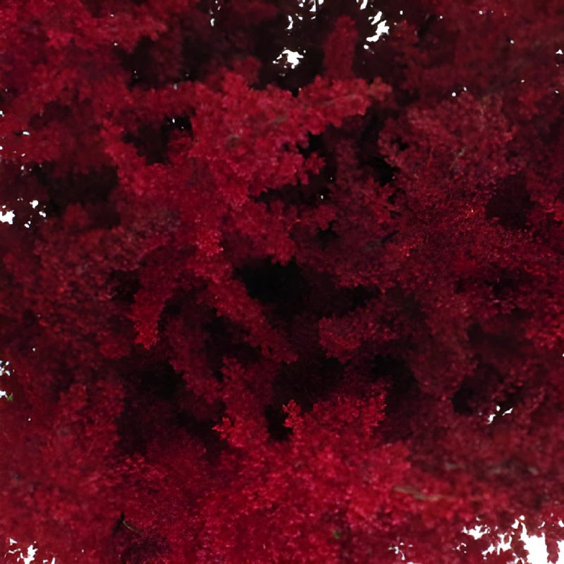Red Astilbe Flower May to October