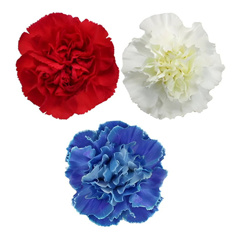 Red White and Blue Farm Mixed Wholesale Carnations Up close