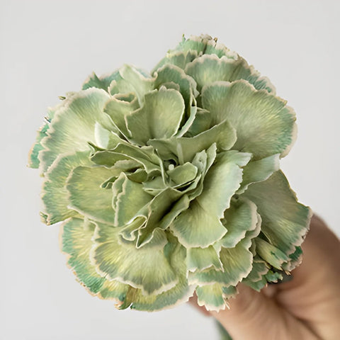 Revy Light Green Carnations side stem