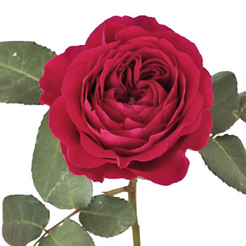 Rubine Red David Austin Rose Stem