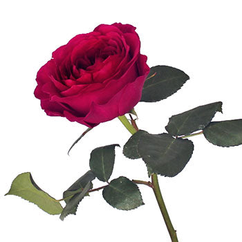 Rubine Red David Austin Rose Side Stem View