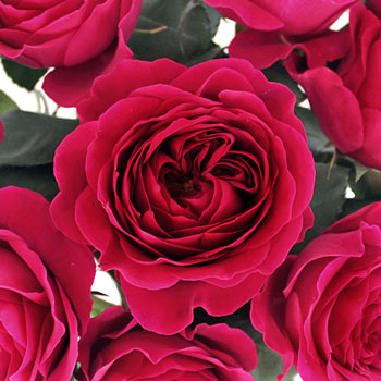 Rubine Red David Austin Roses up close