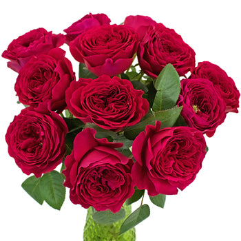 Rubine Red David Austin Wholesale Roses In a vase