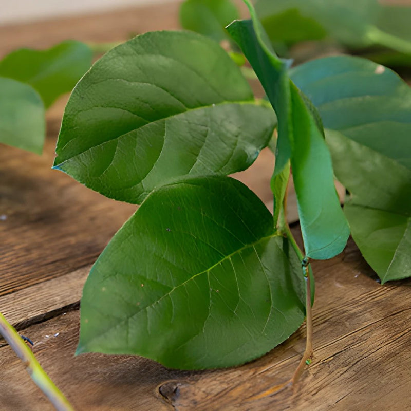Wholesale greenery salal lemon leaf sold near me