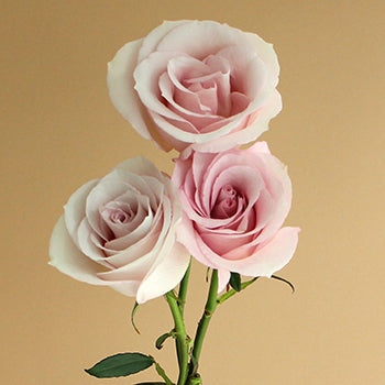 Secret Blush Garden Rose Side 3 Stem View
