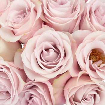 Secret Blush Garden Roses up close