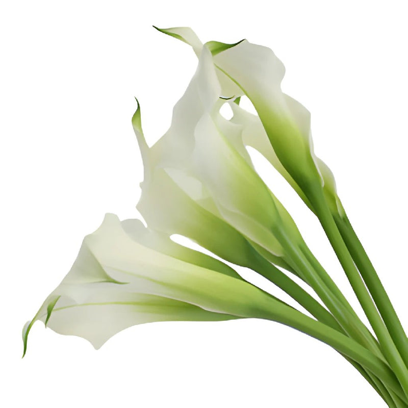 Simply Modern White Calla Lily DIY Flower Kit Up Close