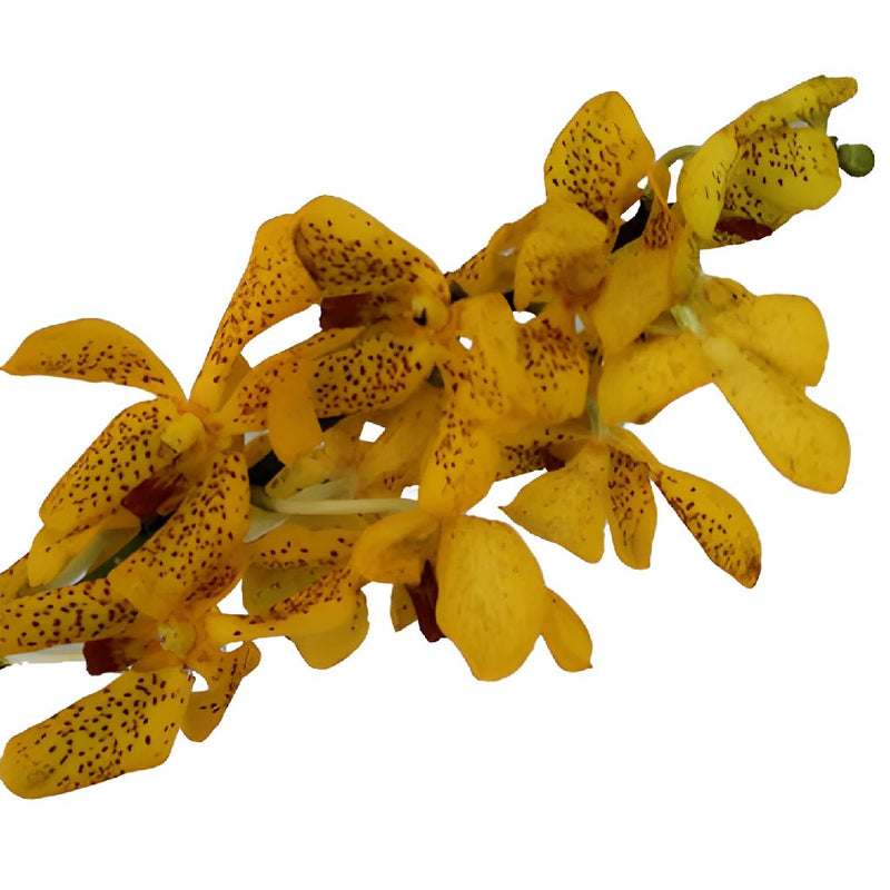 Speckled Sunrise Mokara Orchids