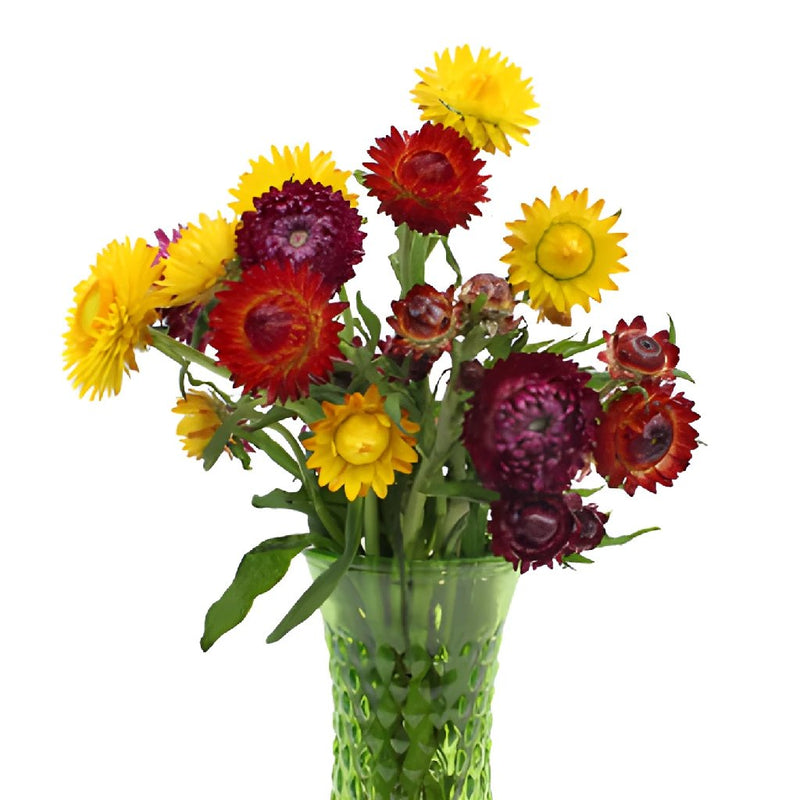 Assorted Bulk Fresh Cut Straw Flower