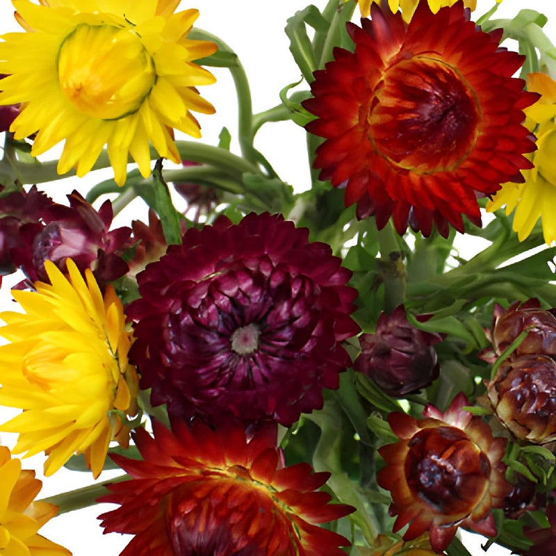 Assorted Bulk Fresh Cut Straw Flower