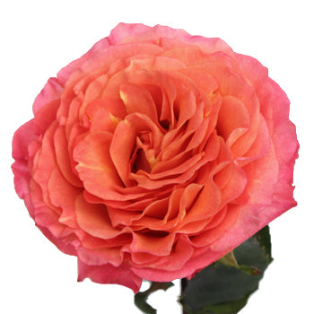 Sunset Garden Rose Stem
