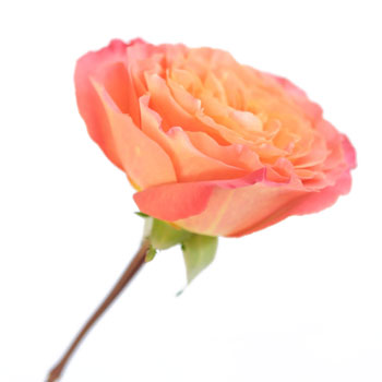 Sunset Garden Rose Side Stem View