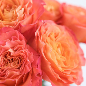 Sunset Garden Roses up close