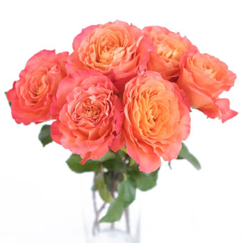 Sunset Garden Wholesale Roses In a vase
