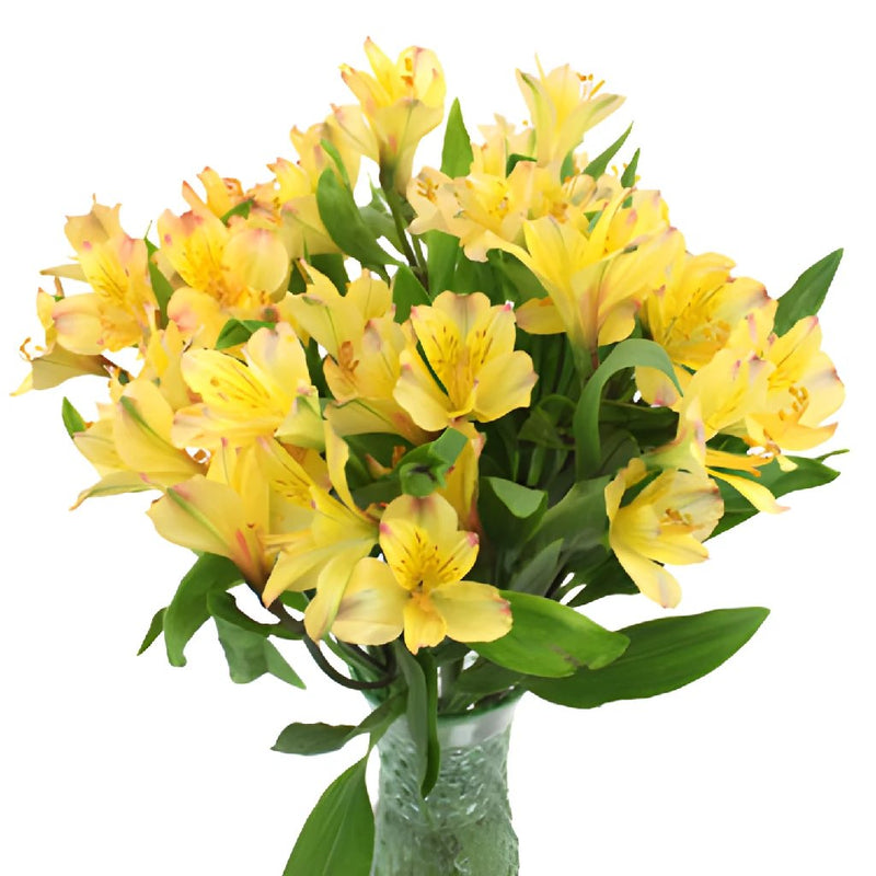 Bright Yellow Alstroemeria Flower