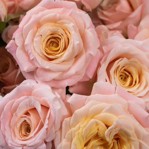 Peachy Keen Spray Wholesale Roses