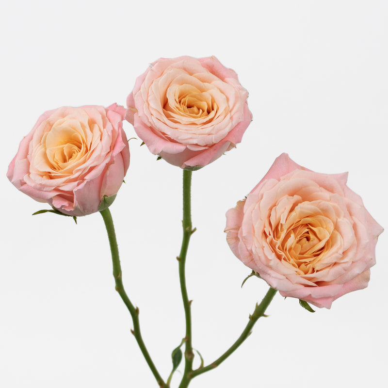 Peachy Keen Spray Wholesale Roses