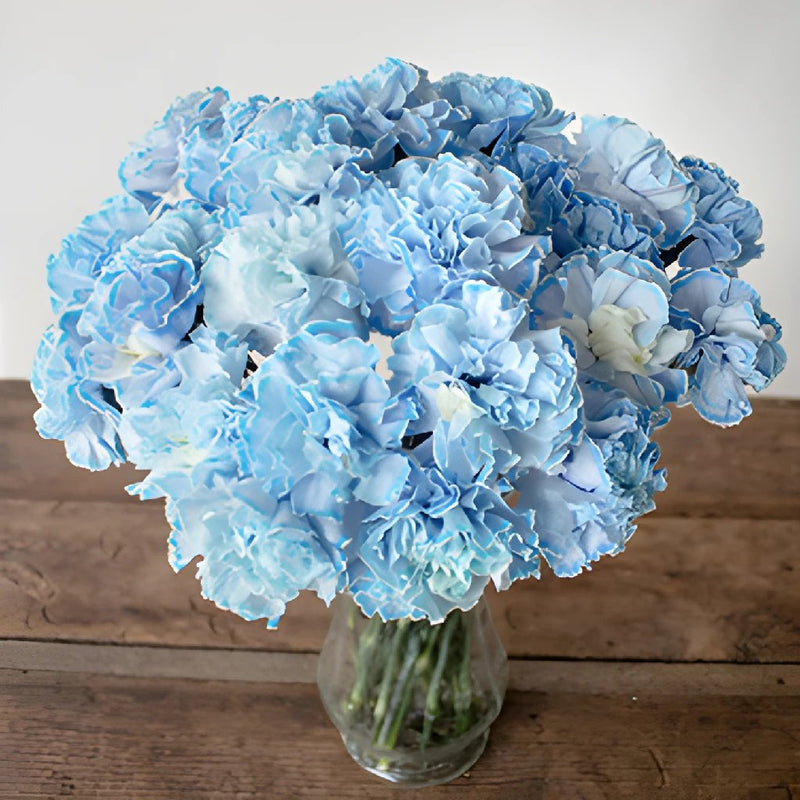 White Blue Tinted Elite Carnation Flowers in a Vase