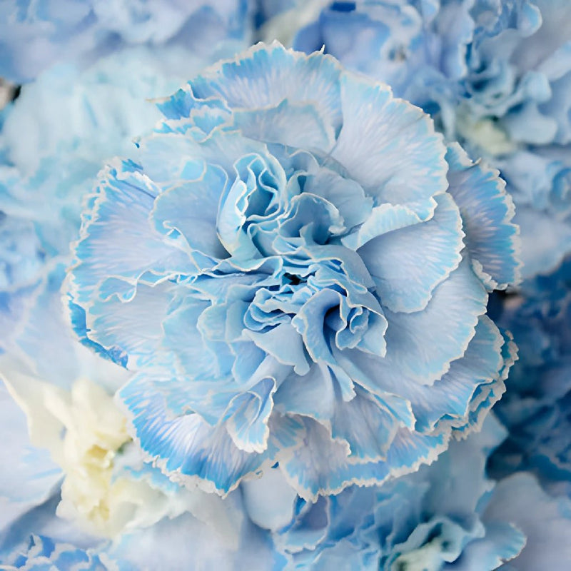 White Blue Tinted Elite Carnation Flowers Up Close
