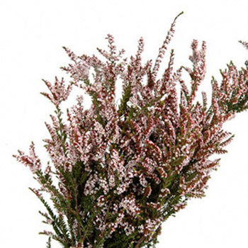 Calycina Heather White Flower