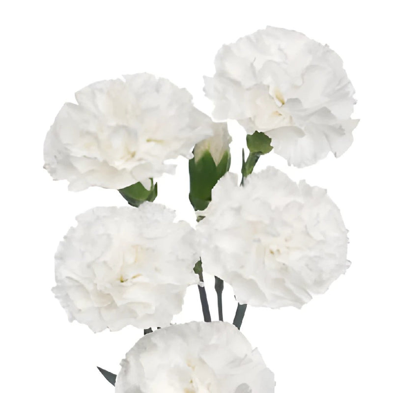 White Mini Carnation Flowers Up Close