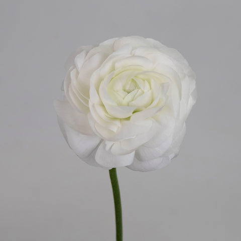 White Ranunculus Flower Stem